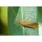 Caddisfly (Rhyacophila sp.)
