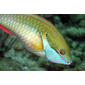 3922are Redband Parrotfish (Sparisoma aurofrenatum)