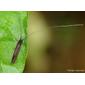 Caddisfly (Leptoceridae)