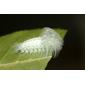 Spun Glass Caterpillar