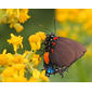 Great Purple Hairstreak (Atlides halesus) on Butterweed (Packera glabella)