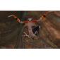 Malaysian Dead Leaf Mantis (Deroplatys lobata) threat display