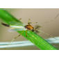 Mosquito // Chironomid or Non-biting Midge  - Chironomidae