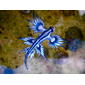 Blue dragon-glaucus atlanticus